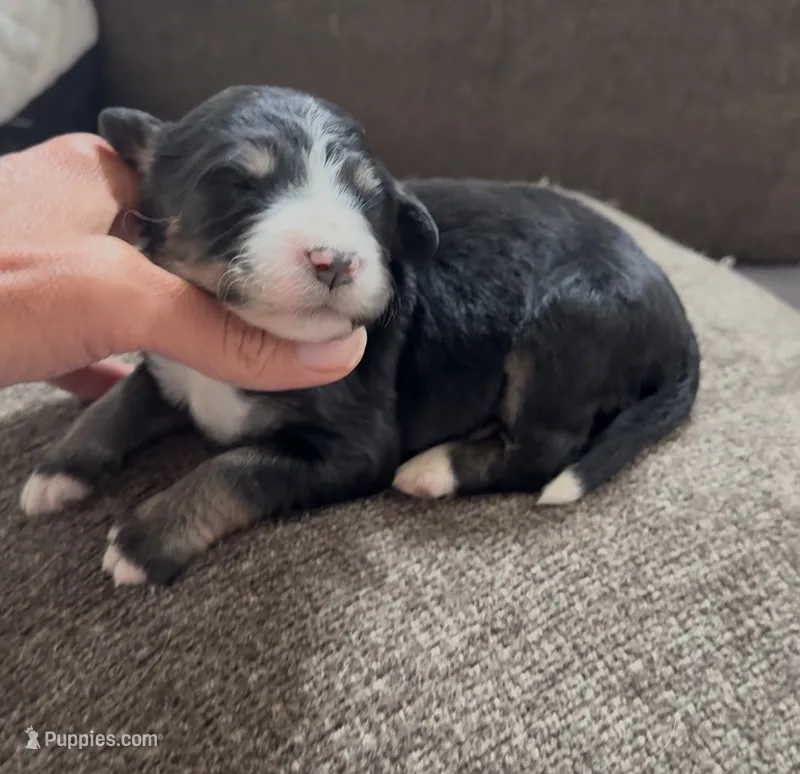 Tri female  – Bernedoodle puppy for sale in Mills River, NC