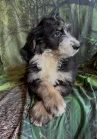 Tri female #1 , a female Bernedoodle for sale in Mills River, NC – 9 of 9
