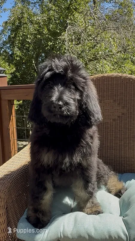 Last Female  – Bernedoodle puppy for sale in Mills River, NC