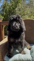 Last Female , a female Bernedoodle for sale in Mills River, NC – 1 of 7