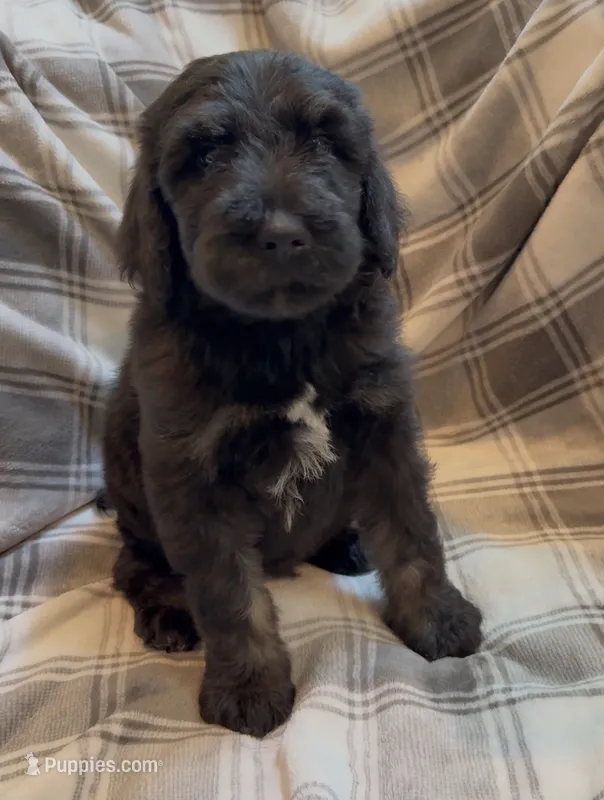 Male 2  – Bernedoodle puppy for sale in Mills River, NC