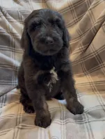 Male 2 , a male Bernedoodle for sale in Mills River, NC – 1 of 5