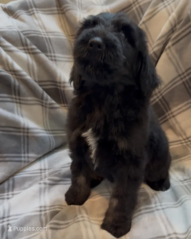 Male 2  – Bernedoodle puppy for sale in Mills River, NC