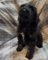 Male 2 , a male Bernedoodle for sale in Mills River, NC – 4 of 5