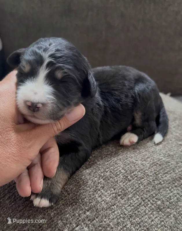 Tri female  – Bernedoodle puppy for sale in Mills River, NC