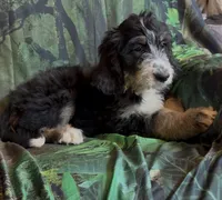 Tri female #1 , a female Bernedoodle for sale in Mills River, NC – 7 of 9