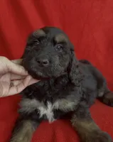 Male 5, a male Bernedoodle for sale in Mills River, NC – Photo 1 of 4
