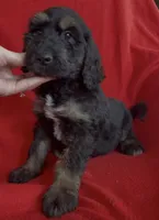 Male 5, a male Bernedoodle for sale in Mills River, NC – Photo 4 of 4