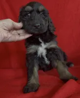 Male 5, a male Bernedoodle for sale in Mills River, NC – Photo 3 of 4