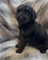 Male 2 , a male Bernedoodle for sale in Mills River, NC – 3 of 5
