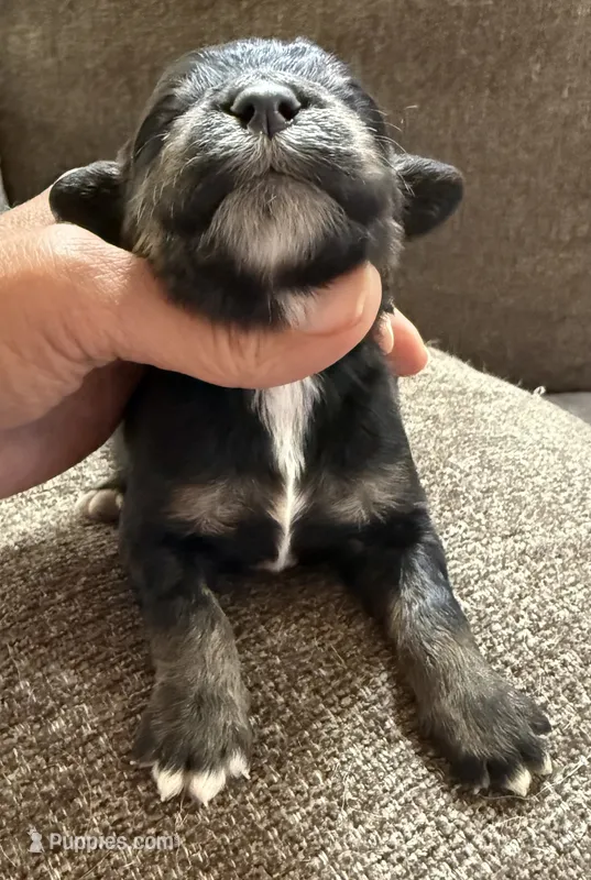 Tri male reserved  – Bernedoodle puppy for sale in Mills River, NC