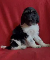 Female 1 health tested fully, a female Bernedoodle for sale in Mills River, NC – Photo 1 of 7