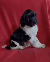 Female 1 health tested fully, a female Bernedoodle for sale in Mills River, NC – Photo 7 of 7