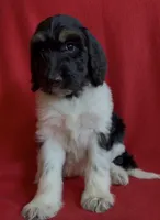 Female 1 health tested fully, a female Bernedoodle for sale in Mills River, NC – Photo 5 of 7