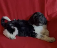 Female 1 health tested fully, a female Bernedoodle for sale in Mills River, NC – Photo 2 of 7