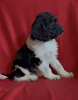 Female 1 health tested fully, a female Bernedoodle for sale in Mills River, NC – Photo 4 of 7