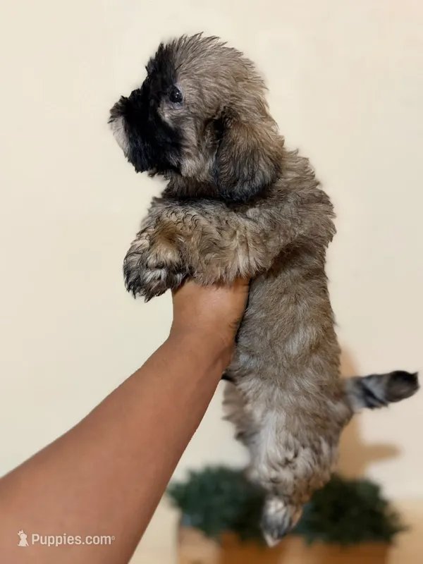 Osito – Pekingese, Shih Tzu puppy for sale in San Diego, CA