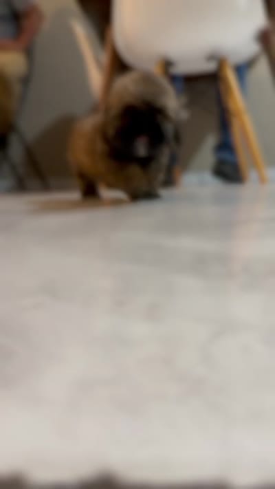 Osito, a male Pekingese and Shih Tzu for sale in San Diego, CA – 2 of 9