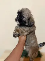 Osito, a male Pekingese and Shih Tzu for sale in San Diego, CA – 7 of 9