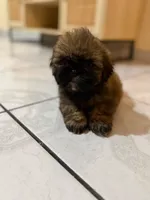 Osito, a male Pekingese and Shih Tzu for sale in San Diego, CA – 6 of 9