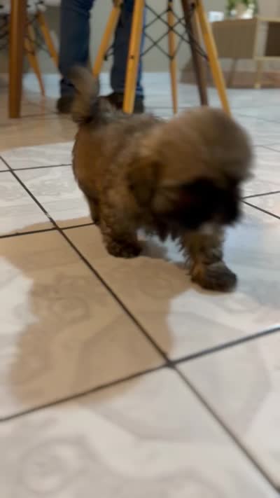 Osito, a male Pekingese and Shih Tzu for sale in San Diego, CA – 4 of 9