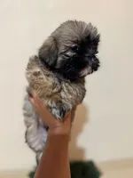 Osito, a male Pekingese and Shih Tzu for sale in San Diego, CA – 8 of 9