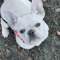 Dori, a female French Bulldog for sale in New Ellenton, SC – Photo 3 of 6