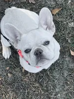 Dori, a female French Bulldog for sale in New Ellenton, SC – Photo 3 of 3