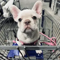 Dori, a female French Bulldog for sale in New Ellenton, SC – Photo 4 of 6