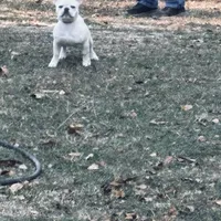 Dori, a female French Bulldog for sale in New Ellenton, SC – Photo 2 of 6