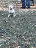 Dori, a female French Bulldog for sale in New Ellenton, SC – Photo 2 of 3