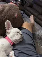 Dori, a female French Bulldog for sale in New Ellenton, SC – Photo 5 of 6