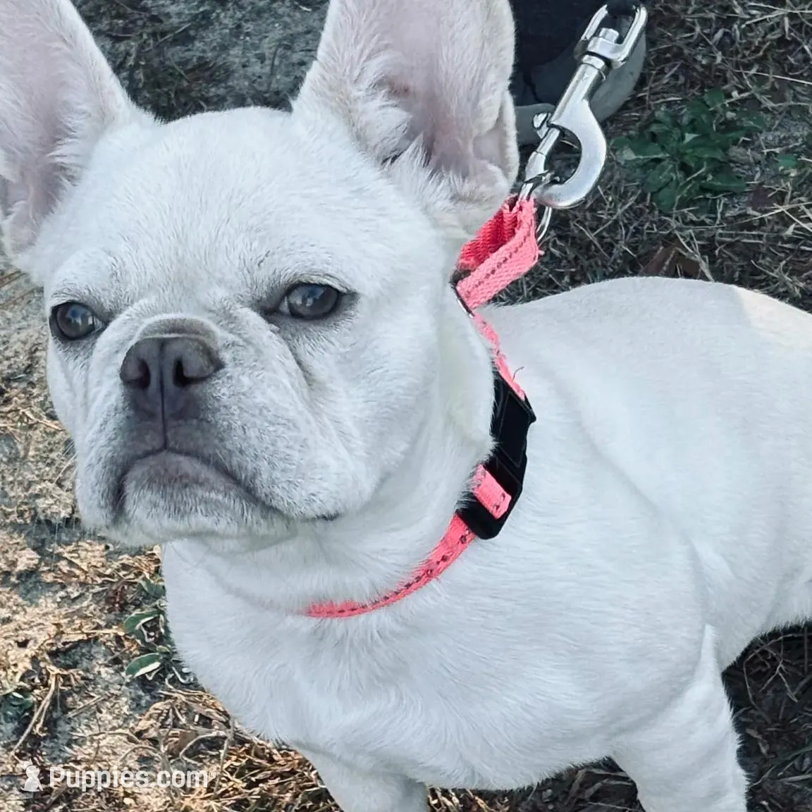 Dori – French Bulldog puppy for sale in New Ellenton, SC
