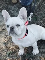 Dori, a female French Bulldog for sale in New Ellenton, SC – Photo 1 of 3