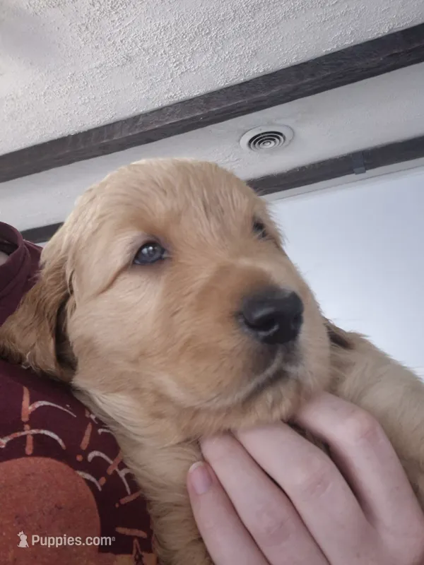 Banks – Golden Retriever puppy for sale in Bristol, VA