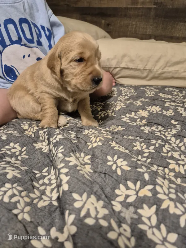 Millie – Golden Retriever puppy for sale in Bristol, VA