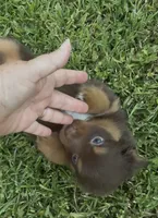Nova (red collar), a female Miniature Australian Shepherd for sale in Brooksville, FL – 5 of 9