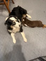 Chunk - Red Tri Male, a male Miniature Australian Shepherd for sale in Brooksville, FL – 9 of 10
