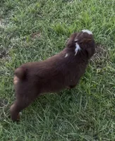 Chunk - Red Tri Male, a male Miniature Australian Shepherd for sale in Brooksville, FL – 4 of 10