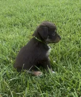 Aurora - One Blue Eye  (Lime Green Collar), a female Miniature Australian Shepherd for sale in Brooksville, FL – 3 of 10