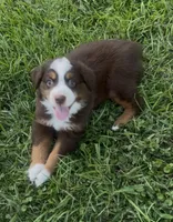 Chunk - Red Tri Male, a male Miniature Australian Shepherd for sale in Brooksville, FL – 7 of 10