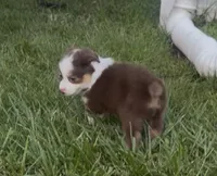Leo (blue collar), a male Miniature Australian Shepherd for sale in Brooksville, FL – 7 of 10