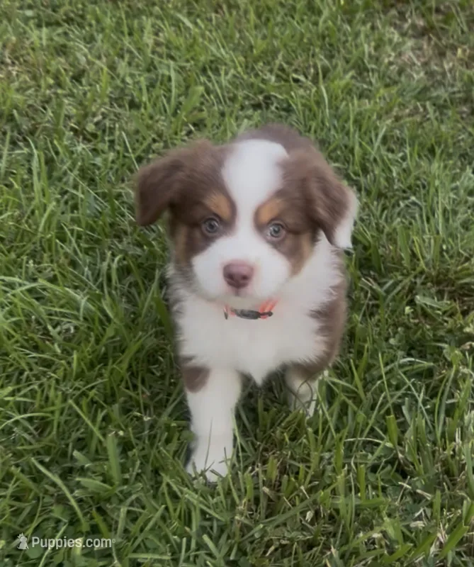 Cosmo (orange collar) – Miniature Australian Shepherd puppy for sale in Brooksville, FL