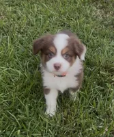 Cosmo - orange collar, a male Miniature Australian Shepherd for sale in Brooksville, FL – 4 of 10