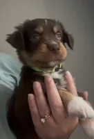 Aurora - One Blue Eye  (Lime Green Collar), a female Miniature Australian Shepherd for sale in Brooksville, FL – 6 of 10