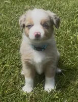 Skye - Blue Eyes (sky blue collar), a female Miniature Australian Shepherd for sale in Brooksville, FL – 4 of 9
