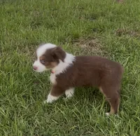 Cosmo - orange collar, a male Miniature Australian Shepherd for sale in Brooksville, FL – 2 of 10