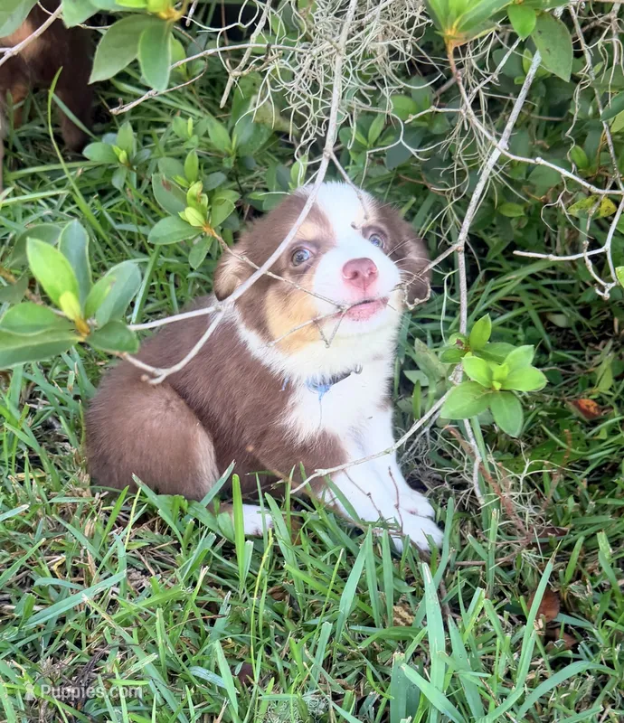 Leo (blue collar) – Miniature Australian Shepherd puppy for sale in Brooksville, FL
