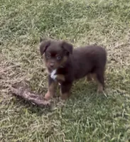 Nova (red collar), a female Miniature Australian Shepherd for sale in Brooksville, FL – 4 of 9