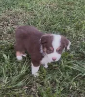Cosmo - orange collar, a male Miniature Australian Shepherd for sale in Brooksville, FL – 5 of 10